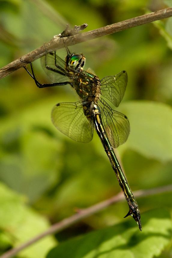 Somatochlora meridionalis femmina